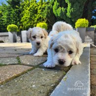 Bichon Frise - Both