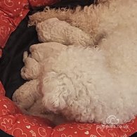 Bichon Frise - Both