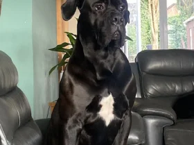 Cane Corso