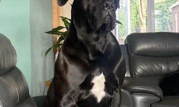 Cane Corso
