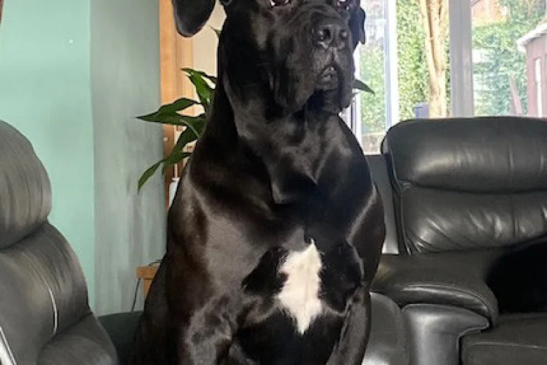 Cane Corso