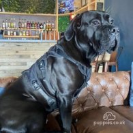 Cane Corso