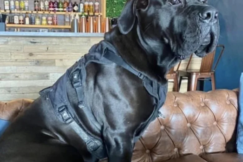 Cane Corso