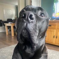 Cane Corso