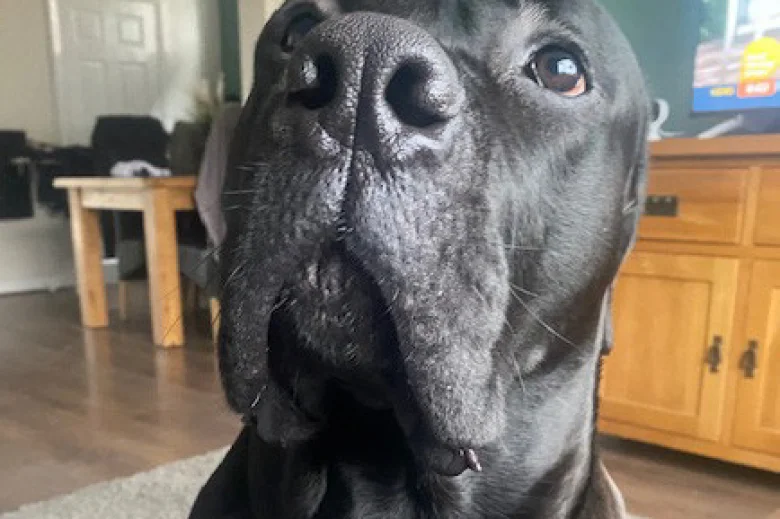 Cane Corso