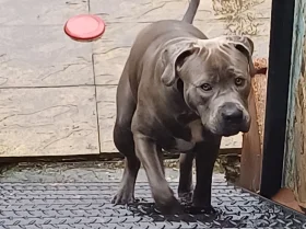 Cane Corso