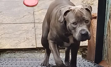 Cane Corso