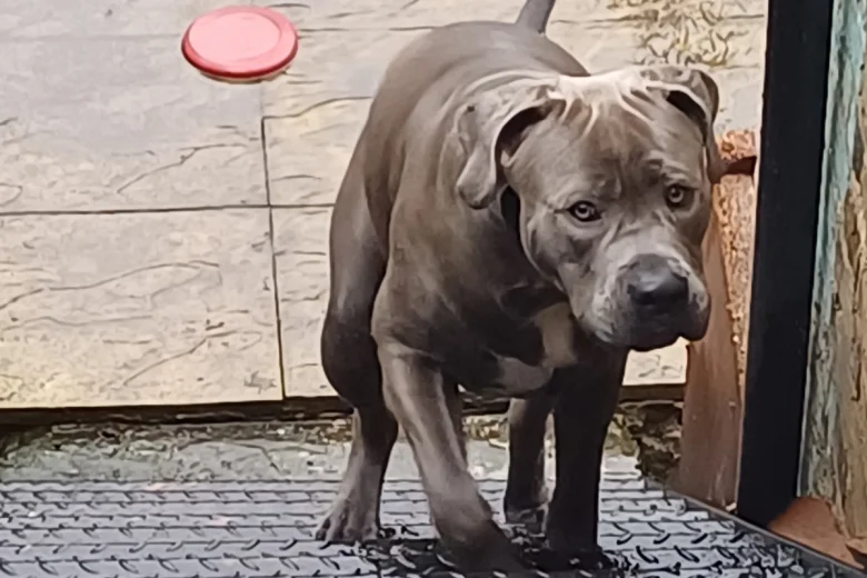 Cane Corso