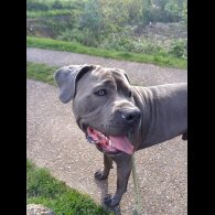 Cane Corso