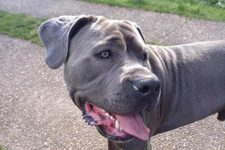 Cane Corso