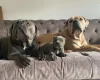 Cane Corso