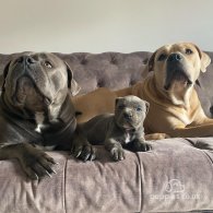 Cane Corso