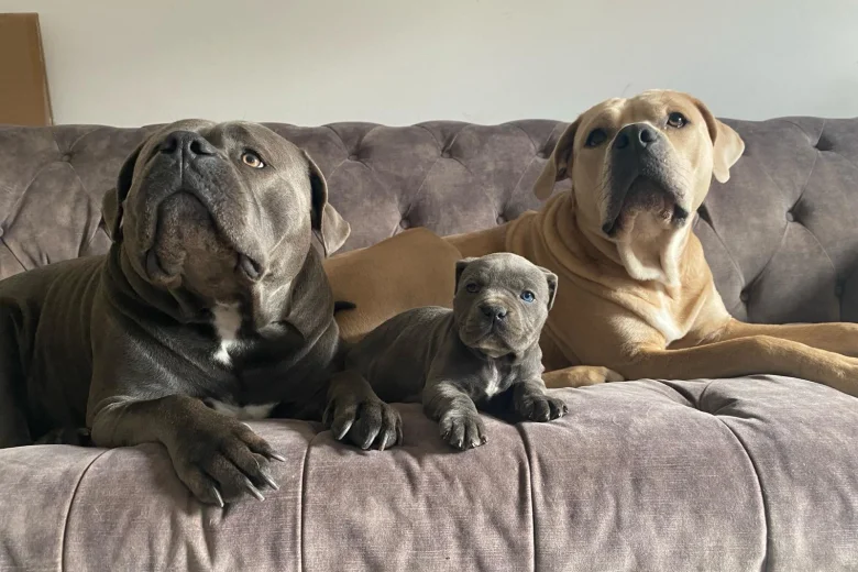 Cane Corso