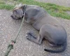 Cane Corso