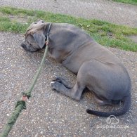 Cane Corso