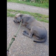 Cane Corso