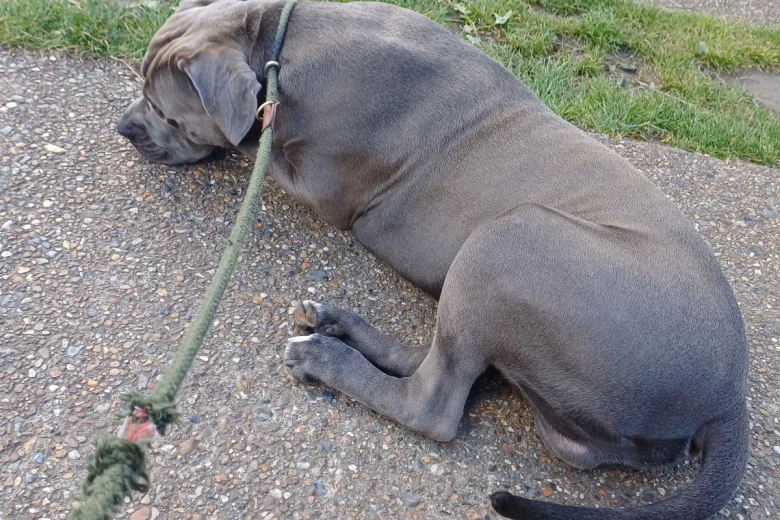 Cane Corso