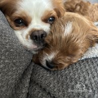 Cavapoo - Both