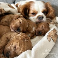 Cavapoo - Both