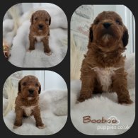 Cavapoo - Both