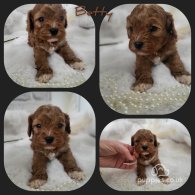 Cavapoo - Both