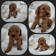 Cavapoo - Both