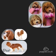 Cavapoo - Both