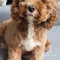 Cavapoo - Both