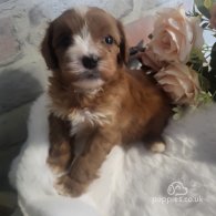 Cavapoo - Both