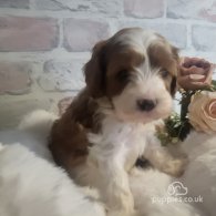 Cavapoo - Both