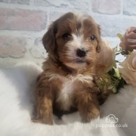 Cavapoo - Both