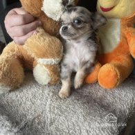 Chihuahua - Both