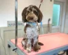 Cockapoo