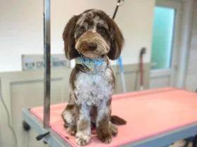 Cockapoo