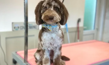 Cockapoo