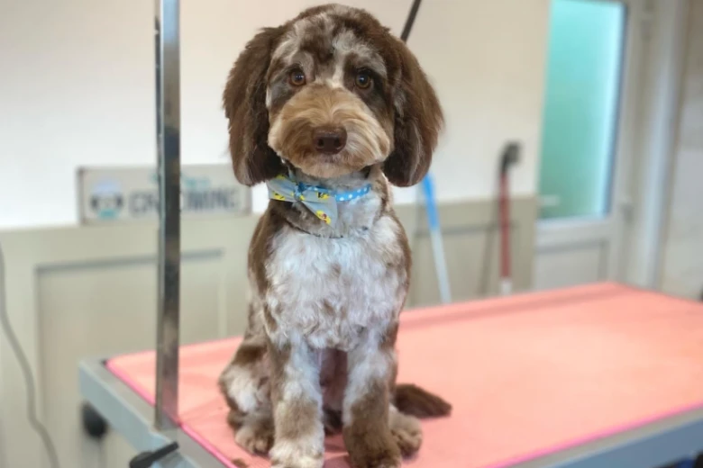 Cockapoo