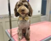 Cockapoo