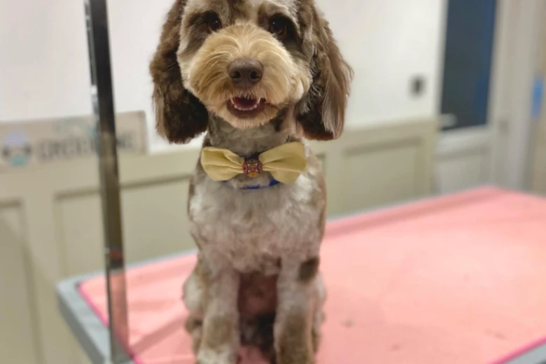 Cockapoo