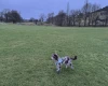 Cockapoo