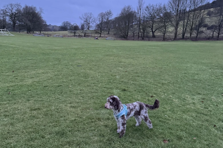 Cockapoo
