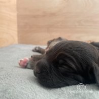 Cocker Spaniel (Working & Show) - Both