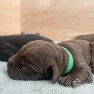 Cocker Spaniel (Working & Show) - Both