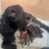 Cocker Spaniel (Working & Show) - Both