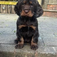 Cocker Spaniel (Working & Show) - Both