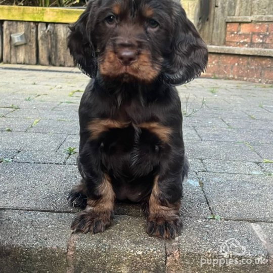 Cocker Spaniel (Working & Show) - Both