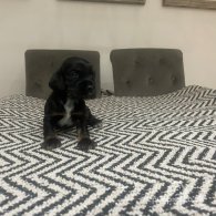 Cocker Spaniel (Working & Show) - Both