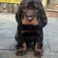 Cocker Spaniel (Working & Show) - Both