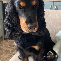 Cocker Spaniel (Working & Show) - Both