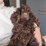 Cocker Spaniel (Working & Show) - Dogs