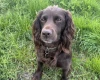 Cocker Spaniel (Show)